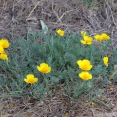 Eschscholzia californica at Stromlo, ACT - 3 Nov 2023 01:03 PM