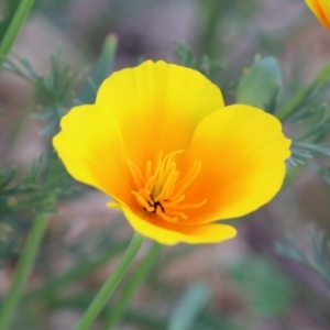 Eschscholzia californica at Stromlo, ACT - 3 Nov 2023