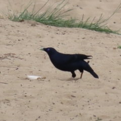 Ptilonorhynchus violaceus (Satin Bowerbird) at Cotter Reserve - 3 Nov 2023 by RodDeb