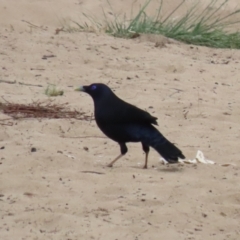 Ptilonorhynchus violaceus at Stromlo, ACT - 3 Nov 2023