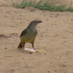 Ptilonorhynchus violaceus at Stromlo, ACT - 3 Nov 2023