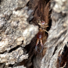 Forficula auricularia (European Earwig) at Casey, ACT - 4 Nov 2023 by Hejor1