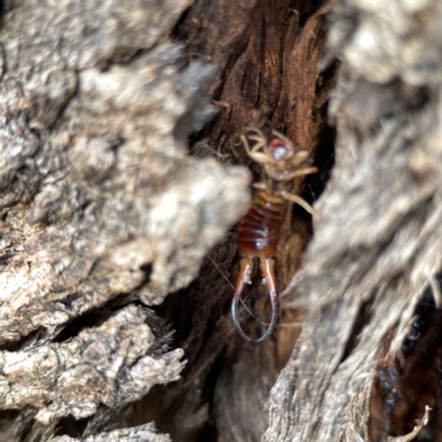 Forficula auricularia (European Earwig) at Casey, ACT - 4 Nov 2023 by Hejor1