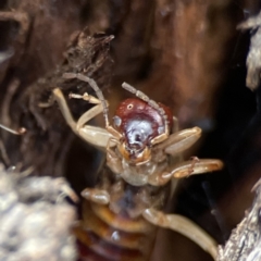 Forficula auricularia at Casey, ACT - 4 Nov 2023 03:26 PM