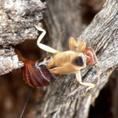 Forficula auricularia at Casey, ACT - 4 Nov 2023 03:26 PM