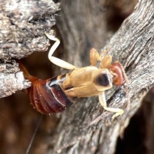 Forficula auricularia at Casey, ACT - 4 Nov 2023