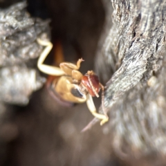 Forficula auricularia at Casey, ACT - 4 Nov 2023 03:26 PM