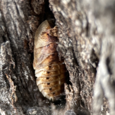 Laxta sp. (genus) (Bark cockroach) at Casey, ACT - 4 Nov 2023 by Hejor1