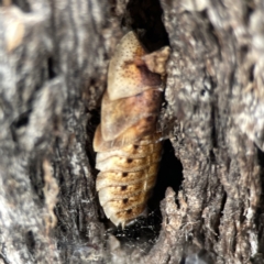 Laxta sp. (genus) at Casey, ACT - 4 Nov 2023 03:28 PM