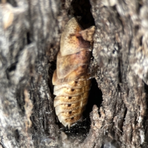 Laxta sp. (genus) at Casey, ACT - 4 Nov 2023 03:28 PM