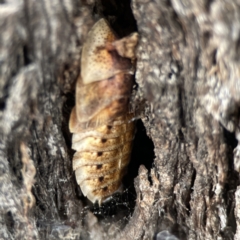 Laxta sp. (genus) at Casey, ACT - 4 Nov 2023 03:28 PM