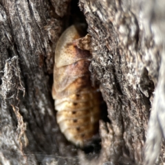 Laxta sp. (genus) at Casey, ACT - 4 Nov 2023 03:28 PM