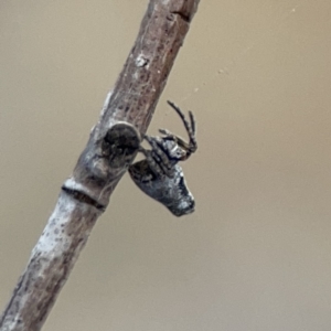 Acroaspis sp. (genus) at Casey, ACT - 4 Nov 2023