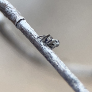 Acroaspis sp. (genus) at Casey, ACT - 4 Nov 2023