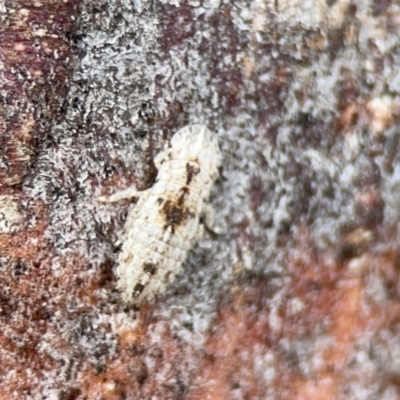 Ledromorpha planirostris (A leafhopper) at Casey, ACT - 4 Nov 2023 by Hejor1