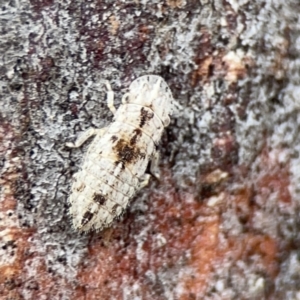 Ledromorpha planirostris at Casey, ACT - 4 Nov 2023 03:42 PM