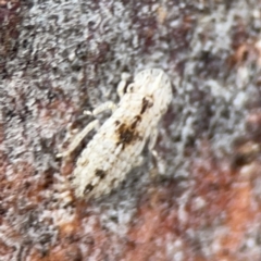 Ledromorpha planirostris at Casey, ACT - 4 Nov 2023 03:42 PM