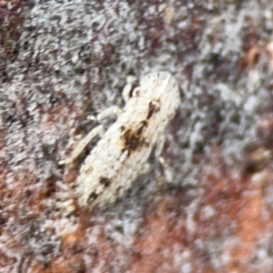 Ledromorpha planirostris at Casey, ACT - 4 Nov 2023 03:42 PM