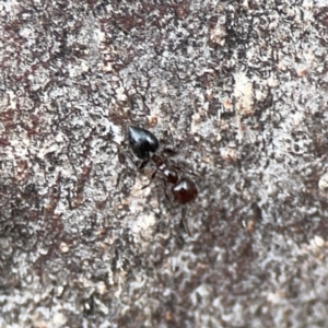 Crematogaster sp. (genus) at Casey, ACT - 4 Nov 2023