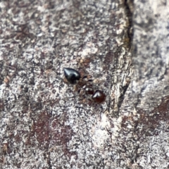 Crematogaster sp. (genus) at Casey, ACT - 4 Nov 2023