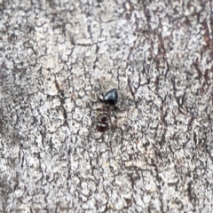 Crematogaster sp. (genus) at Casey, ACT - 4 Nov 2023