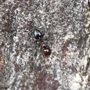 Crematogaster sp. (genus) at Casey, ACT - 4 Nov 2023 03:43 PM