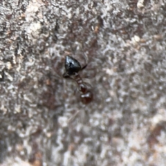 Crematogaster sp. (genus) at Casey, ACT - 4 Nov 2023 03:43 PM