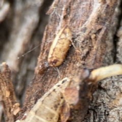 Ellipsidion sp. (genus) (A diurnal cockroach) at Casey, ACT - 4 Nov 2023 by Hejor1