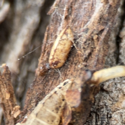 Ellipsidion sp. (genus) (A diurnal cockroach) at Casey, ACT - 4 Nov 2023 by Hejor1