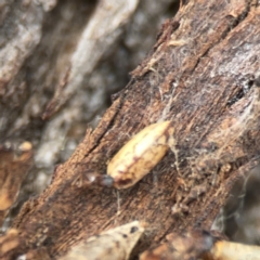 Ellipsidion sp. (genus) at Casey, ACT - 4 Nov 2023