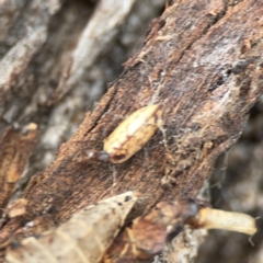 Ellipsidion sp. (genus) at Casey, ACT - 4 Nov 2023