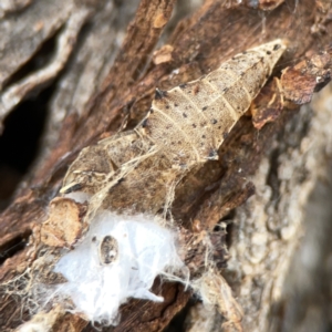 Pieris rapae at Casey, ACT - 4 Nov 2023 03:45 PM