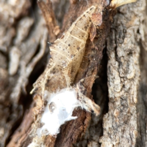 Pieris rapae at Casey, ACT - 4 Nov 2023 03:45 PM