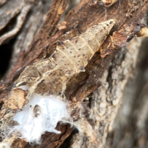 Pieris rapae at Casey, ACT - 4 Nov 2023 03:45 PM