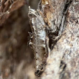 Pieris rapae at Casey, ACT - 4 Nov 2023 03:45 PM