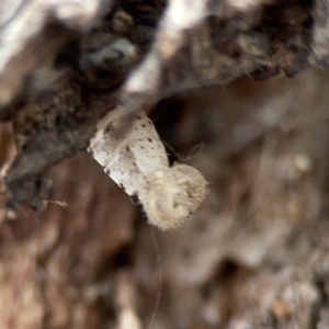 Pieris rapae at Casey, ACT - 4 Nov 2023 03:45 PM