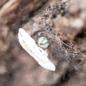 Theridiidae (family) at Casey, ACT - 4 Nov 2023 03:48 PM