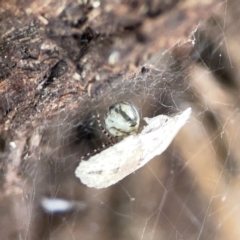 Theridiidae (family) at Casey, ACT - 4 Nov 2023 03:48 PM