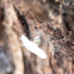 Theridiidae (family) at Casey, ACT - 4 Nov 2023 03:48 PM