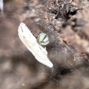 Theridiidae (family) at Casey, ACT - 4 Nov 2023 03:48 PM