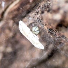 Theridiidae (family) at Casey, ACT - 4 Nov 2023 03:48 PM