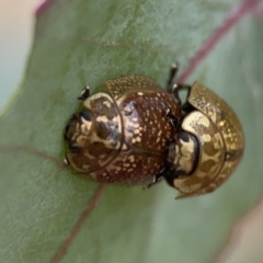 Paropsisterna cloelia at Casey, ACT - 4 Nov 2023