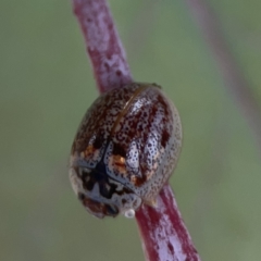 Paropsisterna m-fuscum at Casey, ACT - 4 Nov 2023