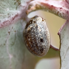 Paropsisterna m-fuscum at Casey, ACT - 4 Nov 2023 03:56 PM