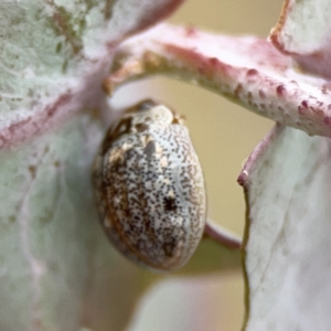 Paropsisterna m-fuscum at Casey, ACT - 4 Nov 2023 03:56 PM