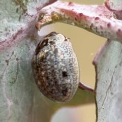 Paropsisterna m-fuscum at Casey, ACT - 4 Nov 2023 03:56 PM