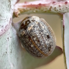 Paropsisterna m-fuscum at Casey, ACT - 4 Nov 2023 03:56 PM