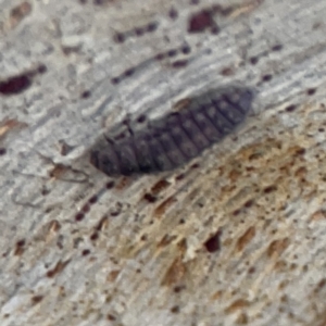 Coccinellidae (family) at Casey, ACT - 4 Nov 2023 04:05 PM