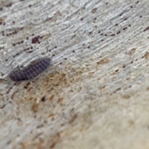 Coccinellidae (family) at Casey, ACT - 4 Nov 2023