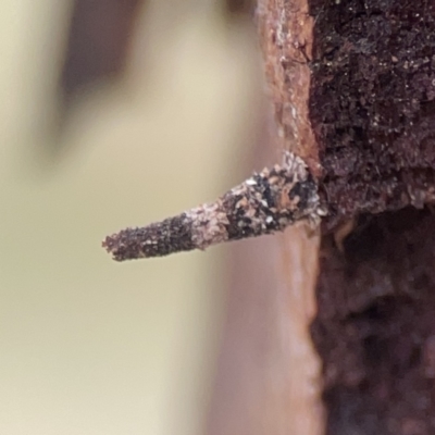 Conoeca guildingi (A case moth) at Casey, ACT - 4 Nov 2023 by Hejor1